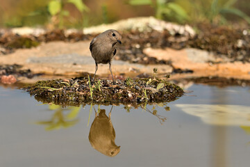 colirrojo tizón en el suelo del bosque mediterráneo (Phoenicurus ochruros) Guaro Málaga Andalucía España	