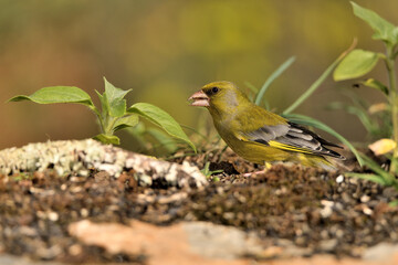 verderón europeo o verderón común (Chloris chloris)​