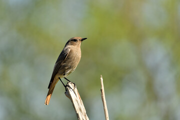 Fototapeta premium colirrojo tizón posado en una rama del bosque mediterráneo (Phoenicurus ochruros) Guaro Málaga Andalucía España 
