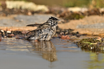 curruca capirotada macho bañándose en el estanque del bosque mediterráneo (Sylvia atricapilla) Guaro Málaga  Andalucía España	
