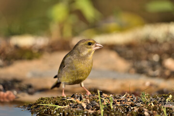 verderón europeo o verderón común (Chloris chloris)​