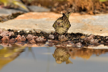 Jilguero lúgano en el estanque del bosque (Carduelis spinus) Guaro Málaga Andalucía España	