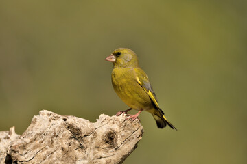 verderón europeo o verderón común macho posado en un tronco (Chloris chloris)​