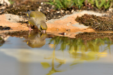 verderón europeo o verderón común (Chloris chloris)​