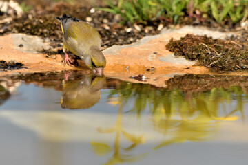 verderón europeo o verderón común macho bebiendo en el estanque (Chloris chloris)​