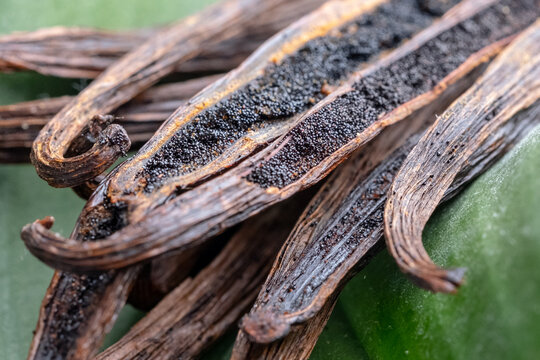 Natural food concept. Dried vanilla fruit on green leaves background. Side view, macro