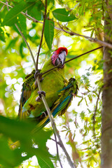 ara macaw parrot on tree branch outdor. ara macaw parrot outside. photo of ara macaw parrot in zoo. © be free