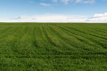 Fototapeta na wymiar Mowed grass field and blue sky
