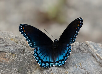 red-spotted butterfly closeup