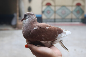 A baby pigeon, also known as a squab, is born blind, naked, and completely helpless. It relies entirely on its parents for warmth, protection, and food until it is old enough.