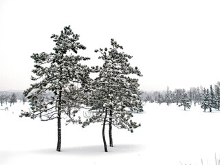 Fototapeta na wymiar Snow covered trees in winter, Ottawa, Canada