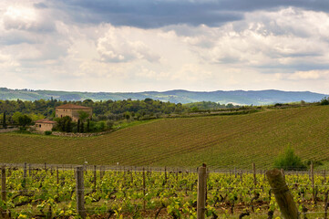 Fototapeta na wymiar Vineyards in Chianti valley, Tuscany