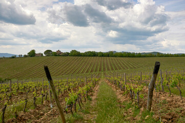 Fototapeta na wymiar Vineyards in Chianti valley, Tuscany