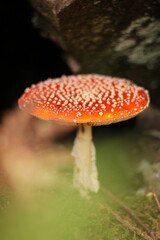 mushroom in the forest