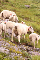 Naklejka premium Sheep graze on a green meadow. Sheep pasture in nature