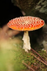 mushroom in the forest