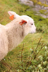 Sheep graze on a green meadow. Sheep pasture in nature