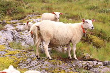 Fototapeta premium Sheep graze on a green meadow. Sheep pasture in nature