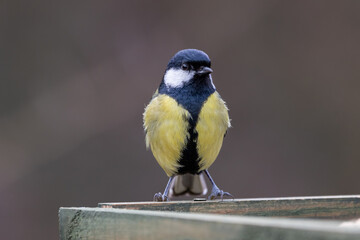 A Great tit (Parus major) perched on a table with a clean background.