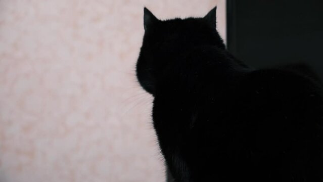 Black cat in a dark room. Pet indoors. Cat unfortunately, belief about cats. Animal looking at the camera, close up