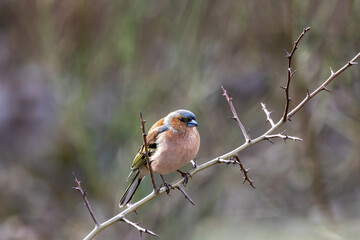A male Chaffinch (Fringilla coelebs) perched in a Hawthorn tree.