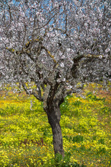 Blossoming almond trees and flowering meadow in the Migjorn region of Majorca, Mallorca, Balearic Islands, Spain, Europe