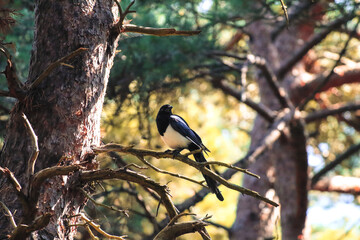 A beautiful animal portrait of a single Magpie. One for sorrow