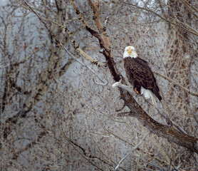 Bald Eagle Grand Tetons