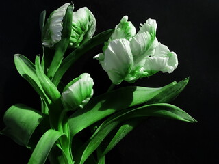 
very beautiful bouquet of white-green tulips on a black background in low quality and resolution, but very beautiful. suitable for small photos and blogs