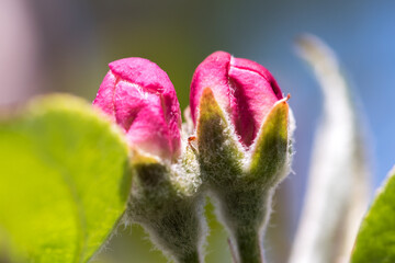 Flower Bud