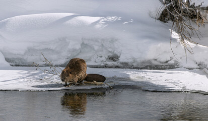 Beavers building with branches on the river © Carol