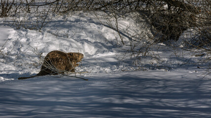 Beavers building with branches on the river © Carol