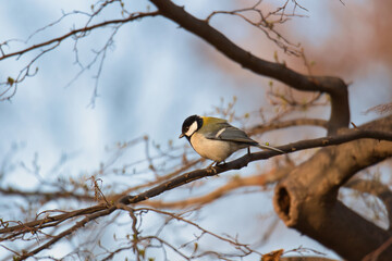 bird on a branch