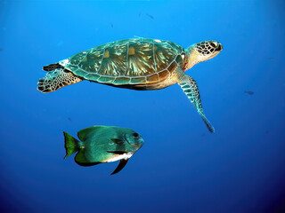 Turtle and fish of Indonesia.