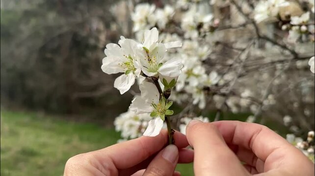 Slow motion of flowers scattering close-up view