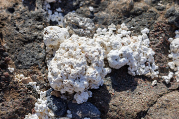 Popcorn beach near Corralejo on the island of Fuerteventura
