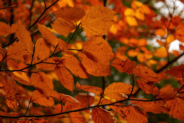 Autumn leaves