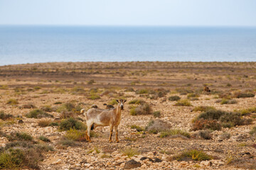 Goat farming is widespread on the island of Fuerteventura