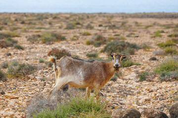 Goat farming is widespread on the island of Fuerteventura