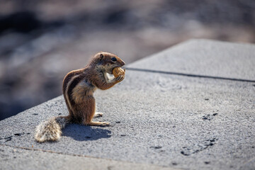 Chipmunk is a cute attraction on Fuerteventura