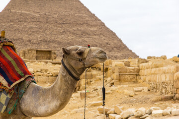 Camels walking around the base of the Great Pyramids of Giza.