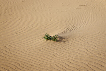 Sand dunes in the Parque Natural de Corralejo on the island of Fuerteventura