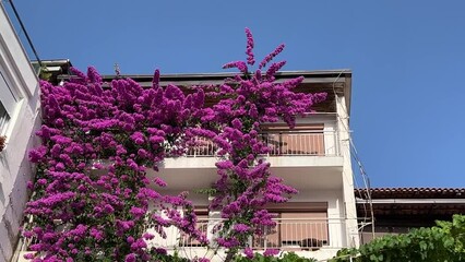 House balcony with garden pink flowers bougainvillea against blue sky in summer.