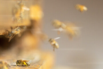 Honigbiene im Flug - flying honey bee