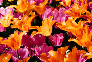 Field with assorted colors tulips. Colorful spring fresh dutch tulips. Nature background. Pink and orange tulips. CLose-up