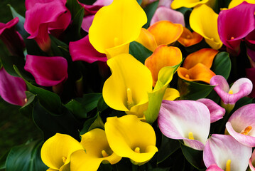 Field with assorted colors tulips. Colorful spring fresh dutch tulips. Nature background, red, pink, green, yellow and white