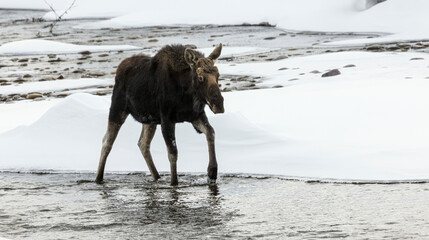 Moose Grand Tetons February 2023