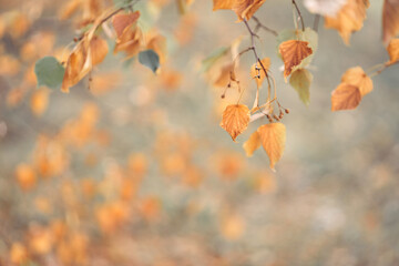 Obraz premium Unfocused nature background of the autumn forest close-up, through the branches of trees. Beautiful close-up of falling autumn leaves with space to copy. High quality photo