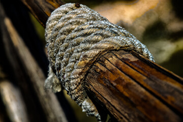 Obraz premium detail of a rope on a wood