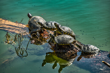 turtles in the pond